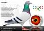 PL-0287-26-8824  Rewelacyjne połączenie najlepszych gołębi Hardy Krugera