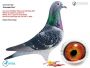 PL-0287-26-8824  Rewelacyjne połączenie najlepszych gołębi Hardy Krugera