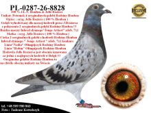 PL-0287-26-8828   Unikat - Wnuk 4 oryginalnych gołębi z hodowli Rodziny Houben