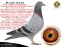 PL-0287-26-8844  Mega połączenie linii 