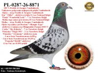 PL-0287-26-8871   Potomek najlepszych gołębi z hodowli Rodziny Vandenheede