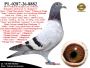 PL-0287-26-8882  Rewelacyjne połączenie gołębi z hodowli Willem de Bruijn & Jan v/d Pasch