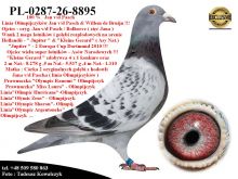 PL-0287-26-8895    Potomek Kilku Olimpijczyków z hodowli Jana v/d Pascha
