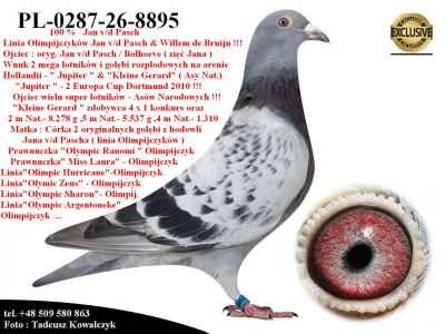 PL-0287-26-8895    Potomek Kilku Olimpijczyków z hodowli Jana v/d Pascha