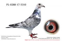 PL-0288-17-5310