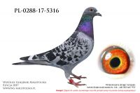 PL-0288-17-5316