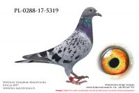 PL-0288-17-5319