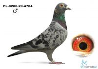 PL-0288-20-4704 - 2 lotnik oddziału 