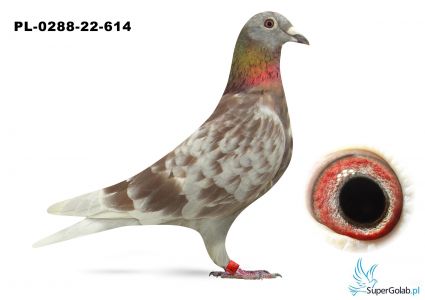 PL-0288-22-614- 3 lotniczka oddziału 