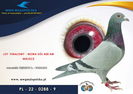 PL 0288 22 9 – org. Węgrzyn B. Tornado - 48 AS _Gołąb / 42m – Finał 430km / 133m  SUPERCUP 580km /  (prawdopodobnie samiczka)