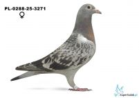 PL-0288-25-3271 młody po najlepszym samcu oddziału