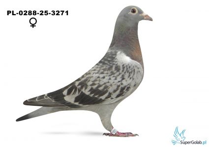 PL-0288-25-3271 młody po najlepszym samcu oddziału