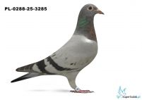 PL-0288-25-3285 po 3 lotniku oddziału, zdobywczyni 1 konk z lotu rejonowego 758 km