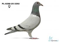 PL-0288-25-3292 po 3 lotniku oddziału 