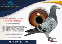 PL 0289 21 1772– KORALEWICZ BRACIA – 8m FINAŁ !!!! odległość 430km!!