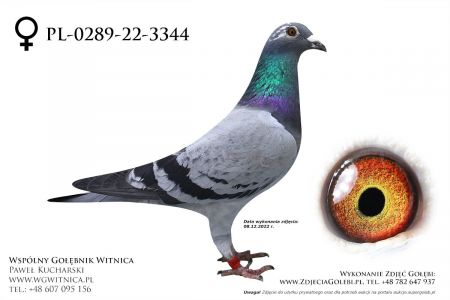 PL-0289-22-3344: Bracia Koralewicz, 33 Lotnik min 97m, 81m, 23m, 77m z FINAŁU Gołąb z hodowli: Bracia Koralewicz