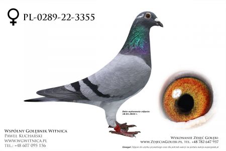 PL-0289-22-3355: Bracia Koralewicz, min 17m Gołąb z hodowli: Bracia Koralewicz
