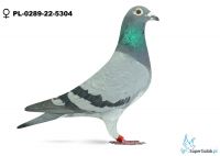 PL-0289-22-5304