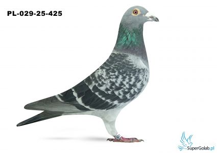 PL-029-25-425 5. OKRĘG BIELSKO BIAŁA