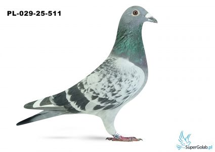 PL-029-25-511 5. OKRĘG BIELSKO BIAŁA