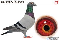 PL-0290-10-9377_syn Olimpijczyka