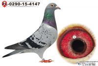 PL-0290-15-4147_samiczka