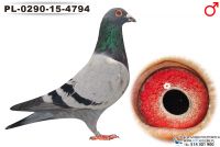 PL-0290-15-4794_samiec