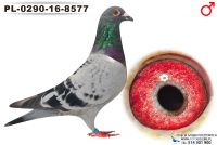 PL-0290-16-8577_samica