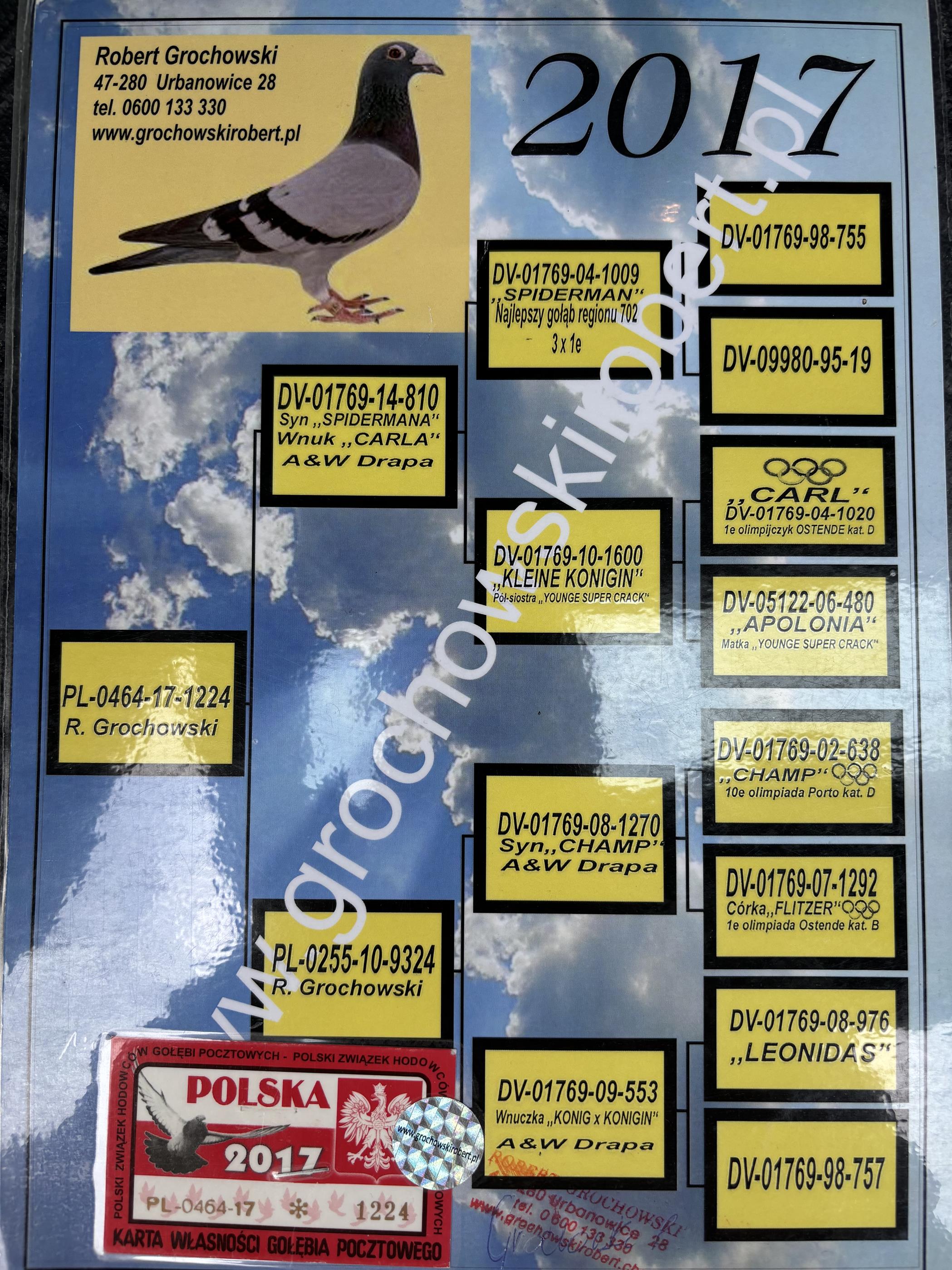 ブランド通販 PL-0290-21-1385 + gratis PL-0464-17-1224 - Profesjonalny スノーボード
