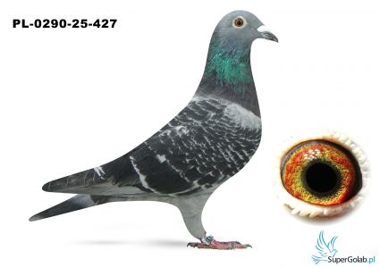 PL-0290-25-427
