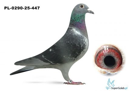 PL-0290-25-447
