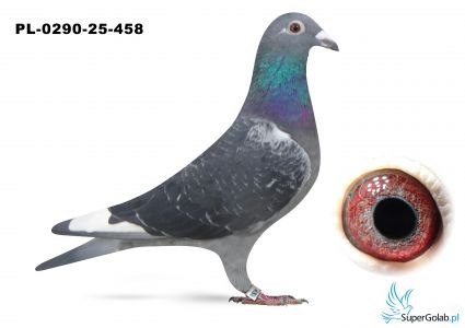 PL-0290-25-458