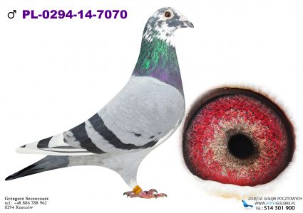 PL-0294-14-7070 syn 