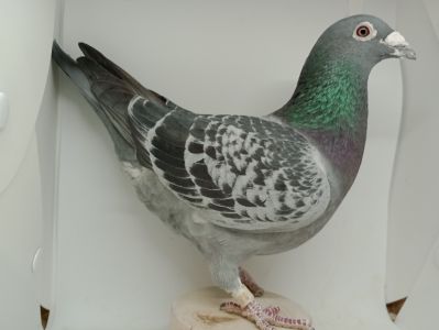 PL-0294-20-3494 org. Krzysztof Kocon