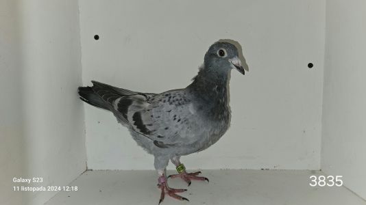 PL-0294-23(24)-3835 Andreas Drapa