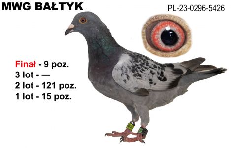 PL-0296-23-5426: Zywiccy Team, 16. Lotnik, m in 15m, 9m z FINAŁU Gołąb z hodowli: Zywiccy Team.