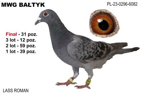 PL-0296-23-6082: Lass Roman, 30. Lotnik, m in 39m, 59m, 12m, 31m z FINAŁU Gołąb z hodowli: Lass Roman.