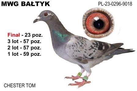 PL-0296-23-9018: Czester Tom., m in 59m, 57m, 57m, 23m z FINAŁU Gołąb z hodowli: Czester Tom.