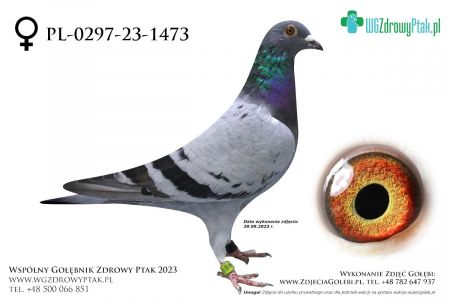 PL-0297-23-1473: ANDRZEJ FIEREK  prawdopodobnie samica