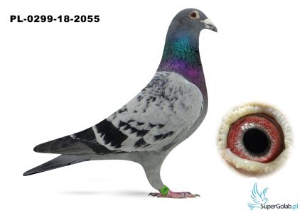 PL-0299-18-2055