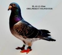 PL-03-12-5544