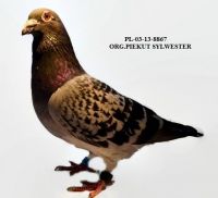 PL-03-13-8867