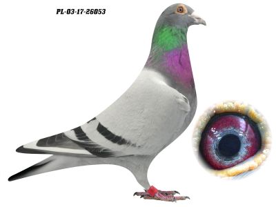 PL-03-17-26053 - 1-0, oryg. P. i R. Baranowscy - linia Złotej Pary A. Dijkstra oraz sławnego Lucku De Rauw-Sablon