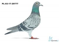 PL-03-17-29777