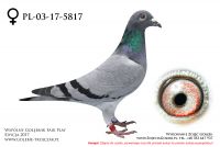 PL-03-17-5817