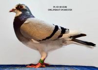 PL-03-18-6546