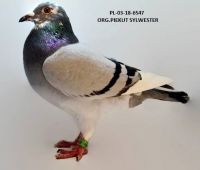 PL-03-18-6547