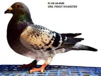 PL-03-18-6549