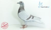 PL-03-20-21844