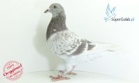 PL-03-20-21853